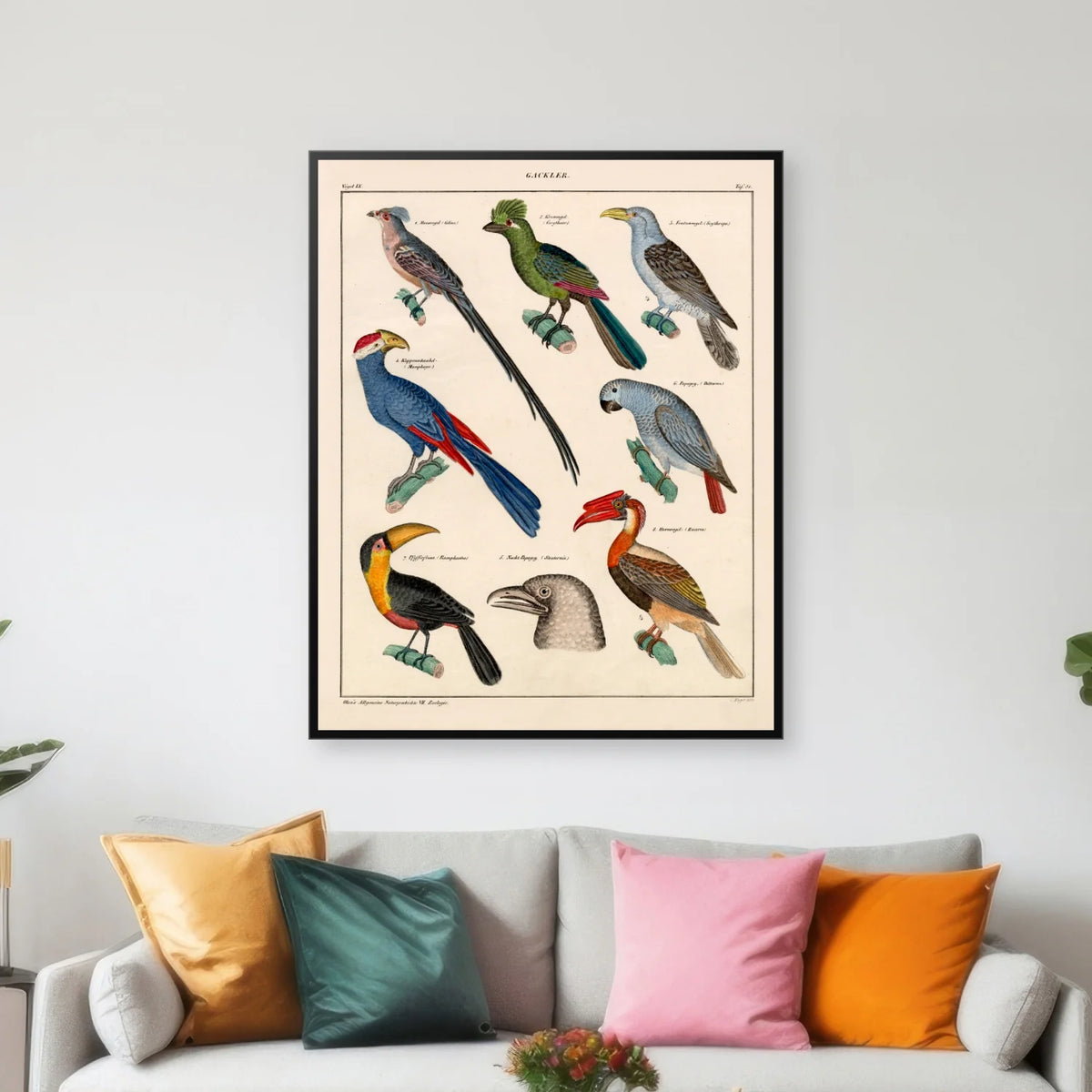 Eksotiske fugle 1836 - Naturhistorisk tavle - 60×74 cm – billede 3