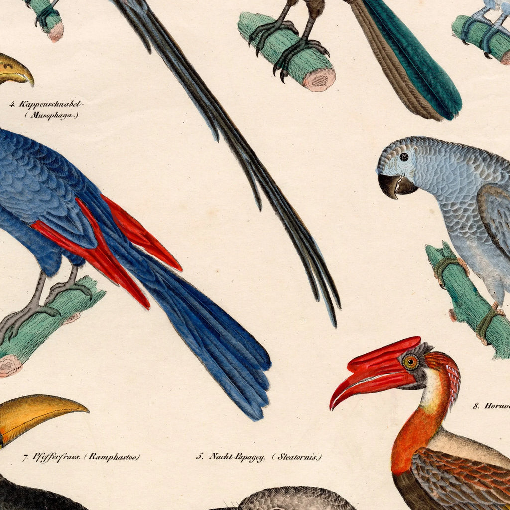 Eksotiske fugle 1836 - Naturhistorisk tavle - 60×74 cm – billede 4