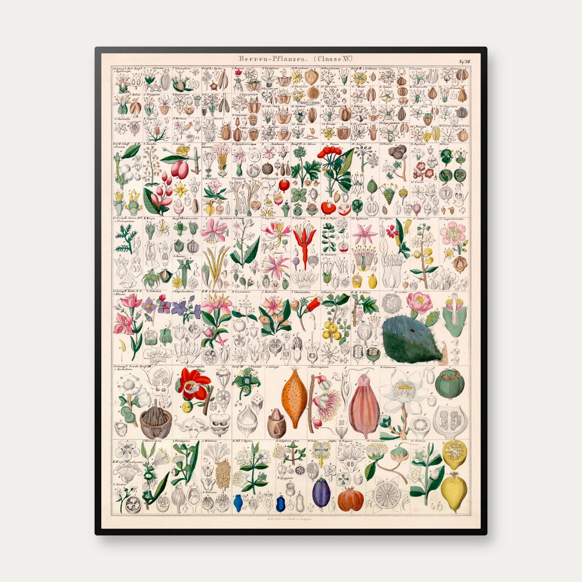 Bærplanter 1836 - Botanisk tavle - 60×75 cm – billede 1