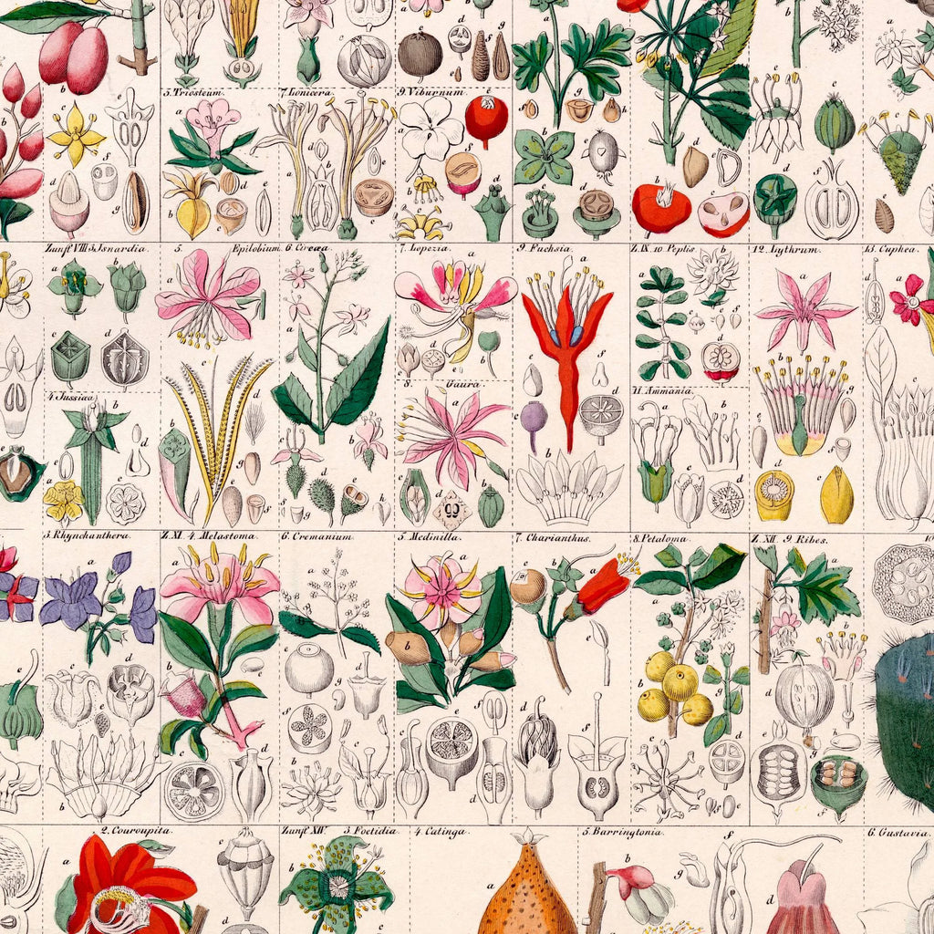 Bærplanter 1836 - Botanisk tavle - 60×75 cm – billede 4