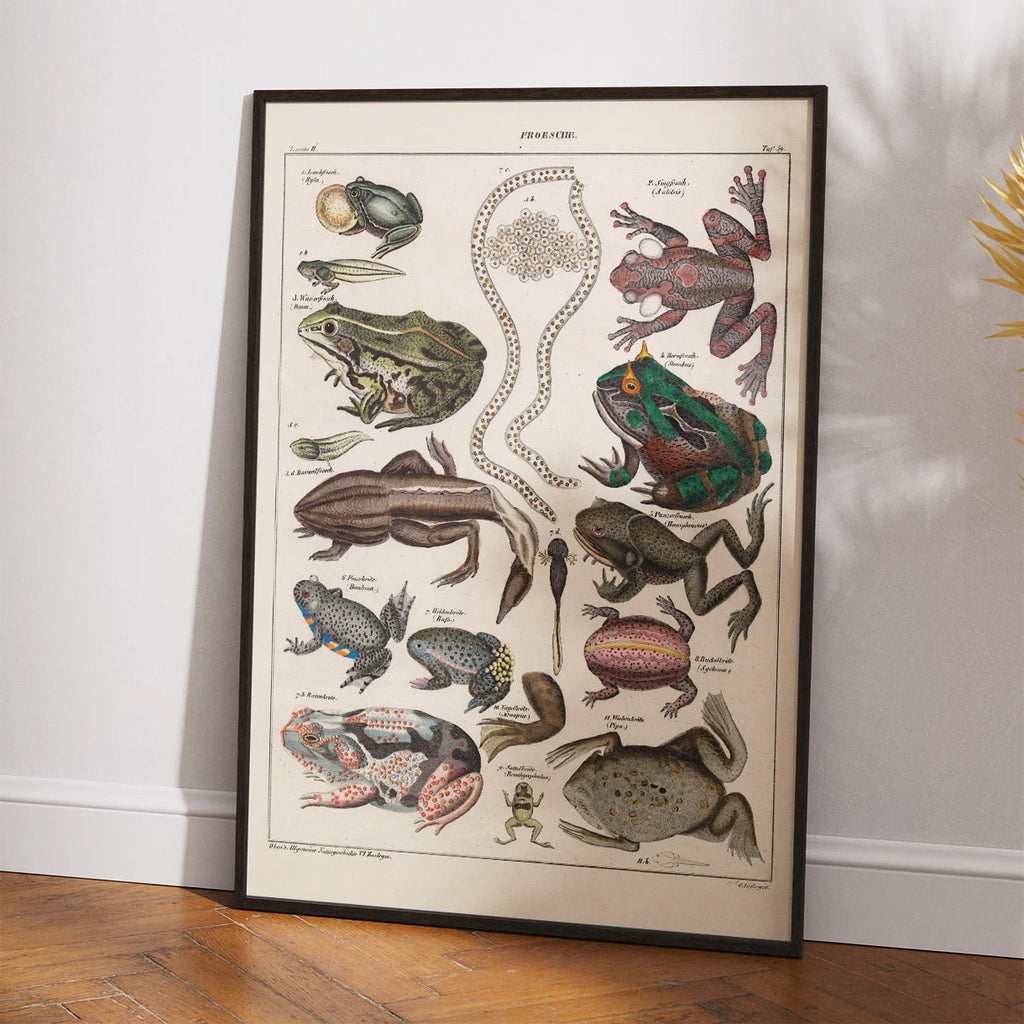 Frøer og tudser 1836 - Naturhistorisk tavle – billede 2