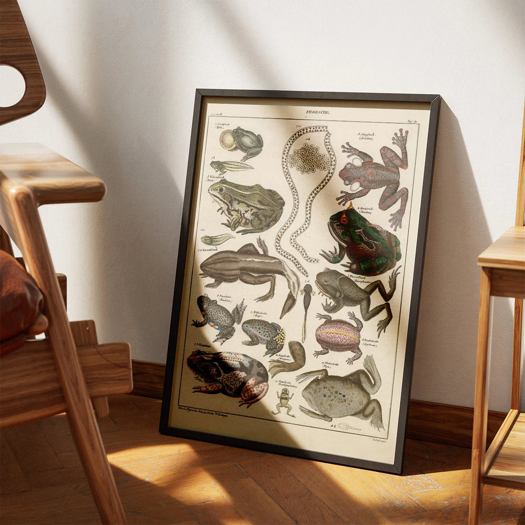 Frøer og tudser 1836 - Naturhistorisk tavle – billede 3