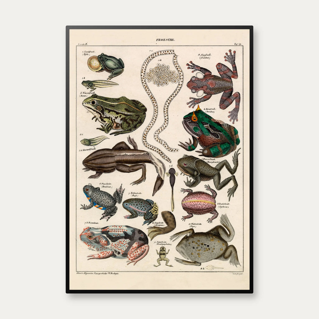 Frøer og tudser 1836 - Naturhistorisk tavle – billede 1