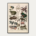 Frøer og tudser 1836 - Naturhistorisk tavle – billede 1