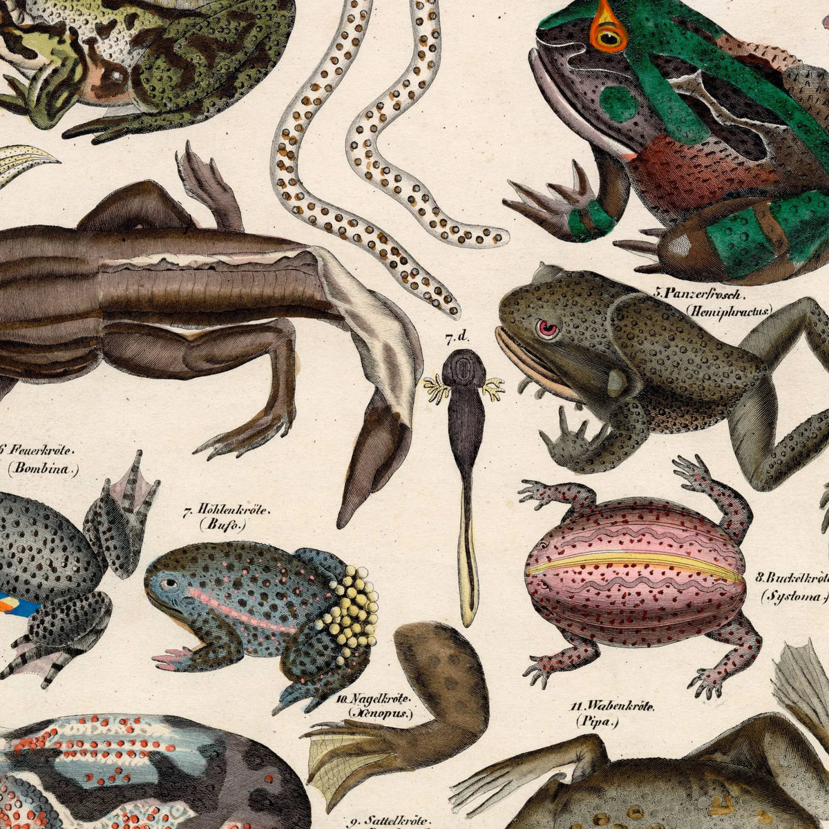Frøer og tudser 1836 - Naturhistorisk tavle – billede 4
