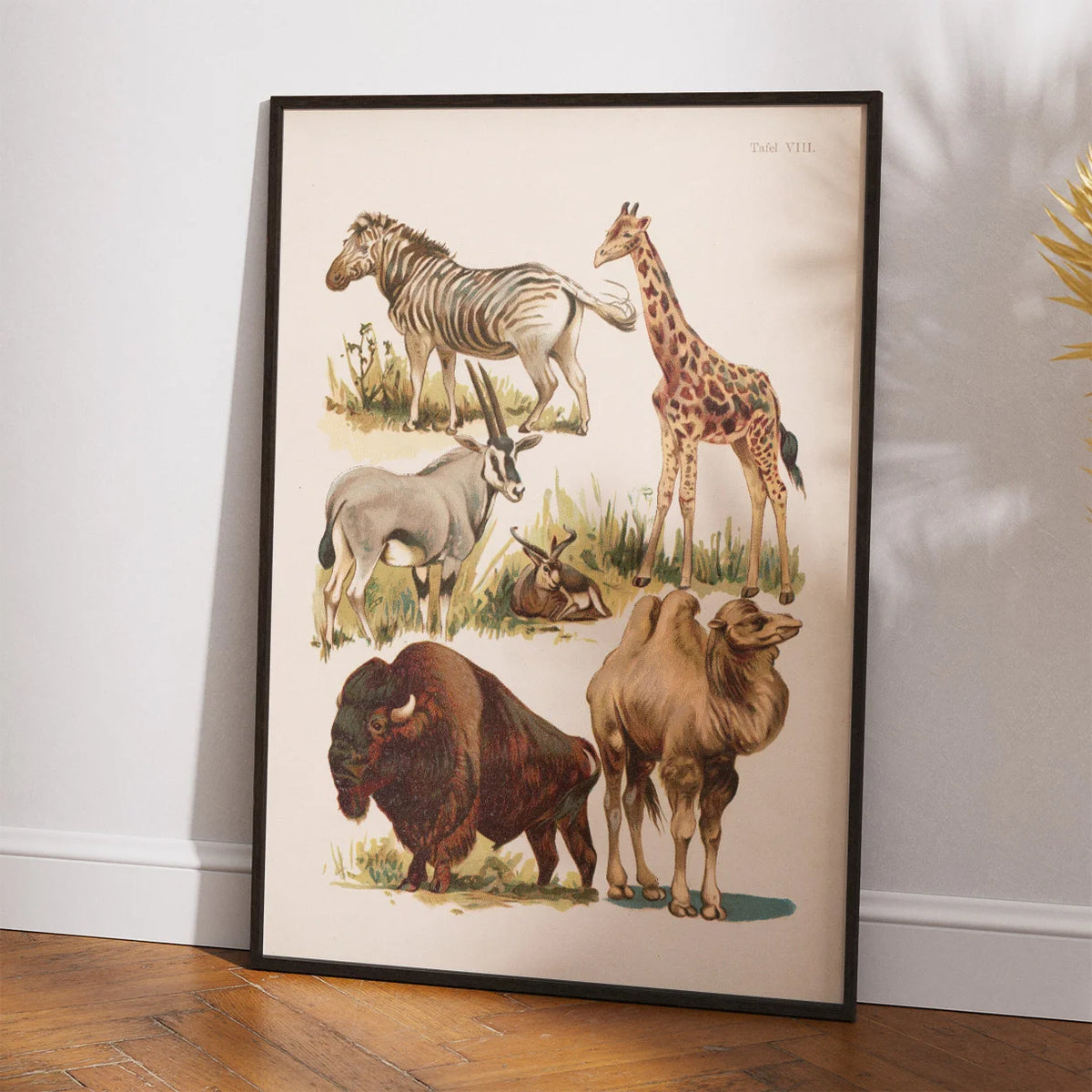 Savannedyr 1800-tallet - Naturhistorisk tavle – billede 2