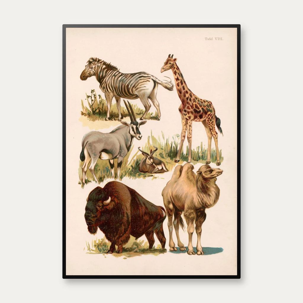 Savannedyr 1800-tallet - Naturhistorisk tavle – billede 1