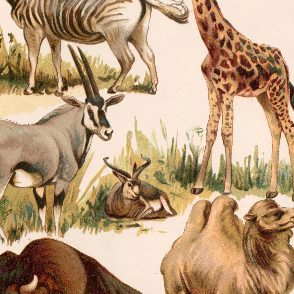 Savannedyr 1800-tallet - Naturhistorisk tavle – billede 4