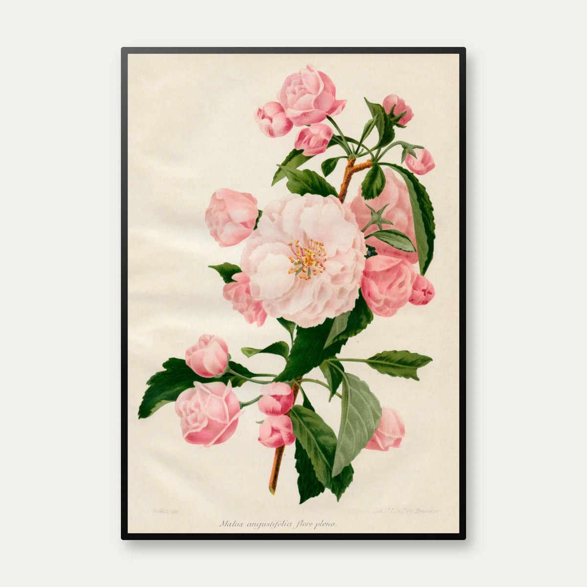 Paradistræ 1900-tallet - Botanisk plakat – billede 1