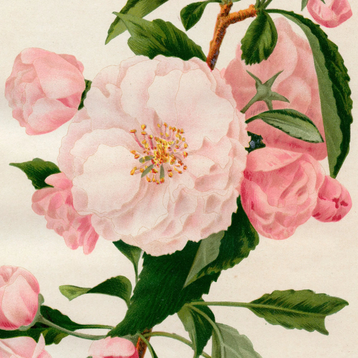Paradistræ 1900-tallet - Botanisk plakat – billede 4