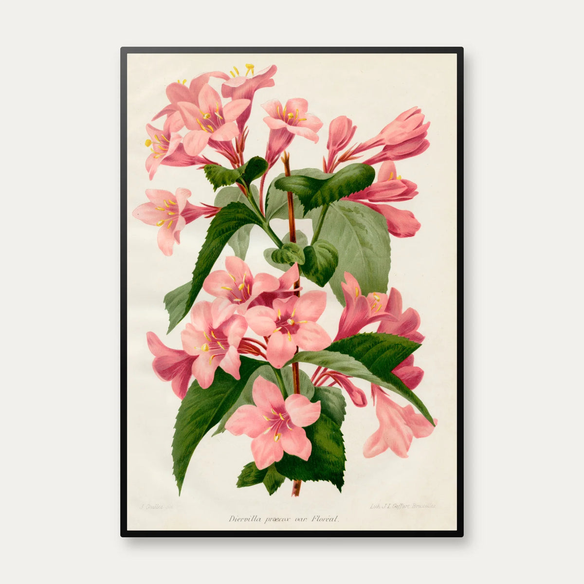 Tragtblomster 1900-tallet - Botanisk plakat – billede 1
