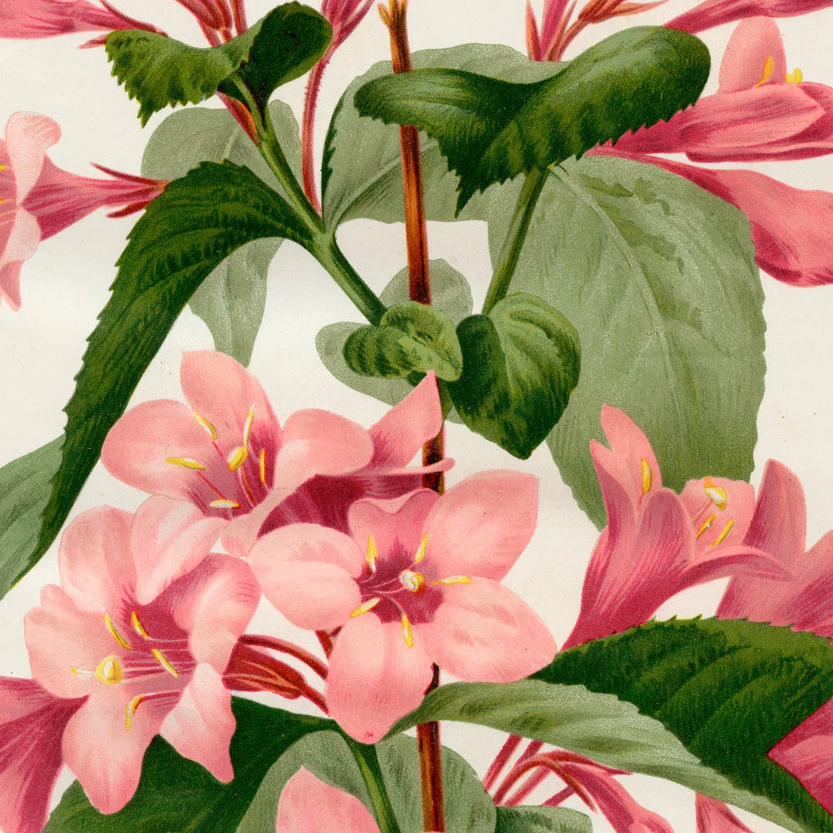 Tragtblomster 1900-tallet - Botanisk plakat – billede 4