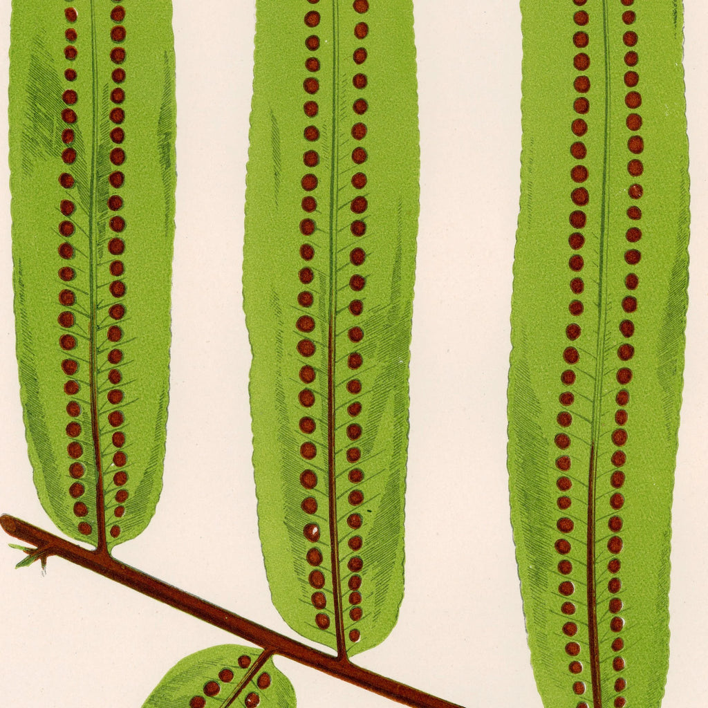 Bregner 1856 - Botanisk plakat – billede 4