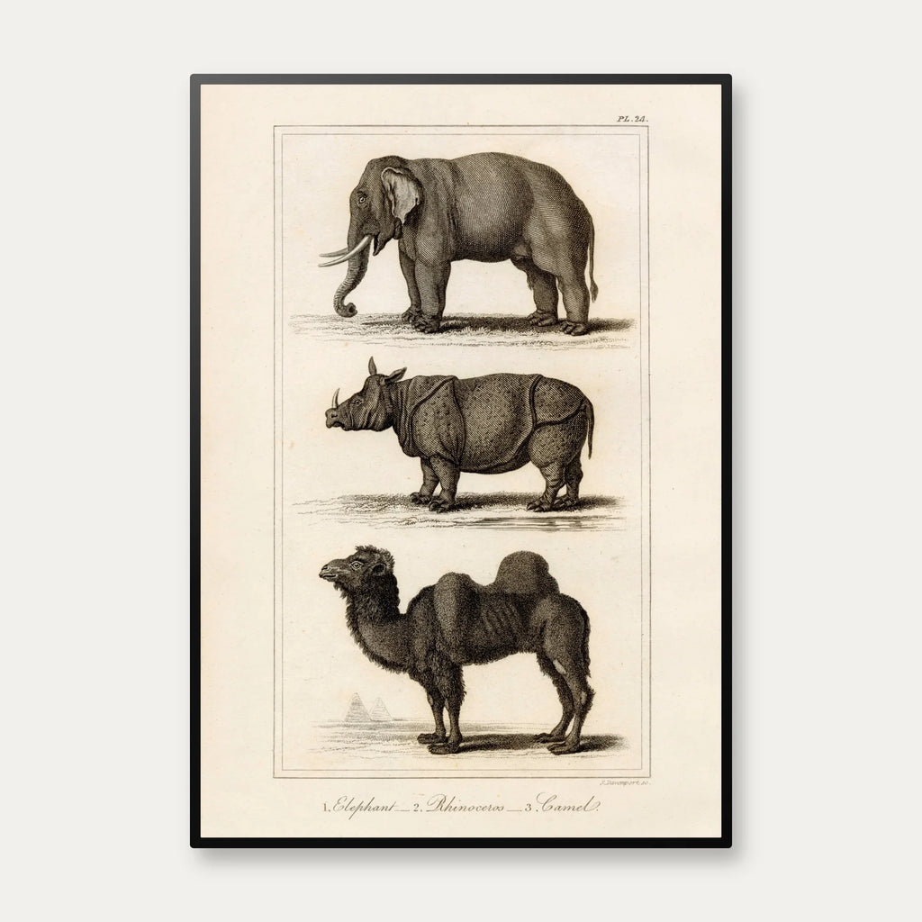 Elefant, næsehorn og kamel 1821 - Zoologisk tavle – billede 1