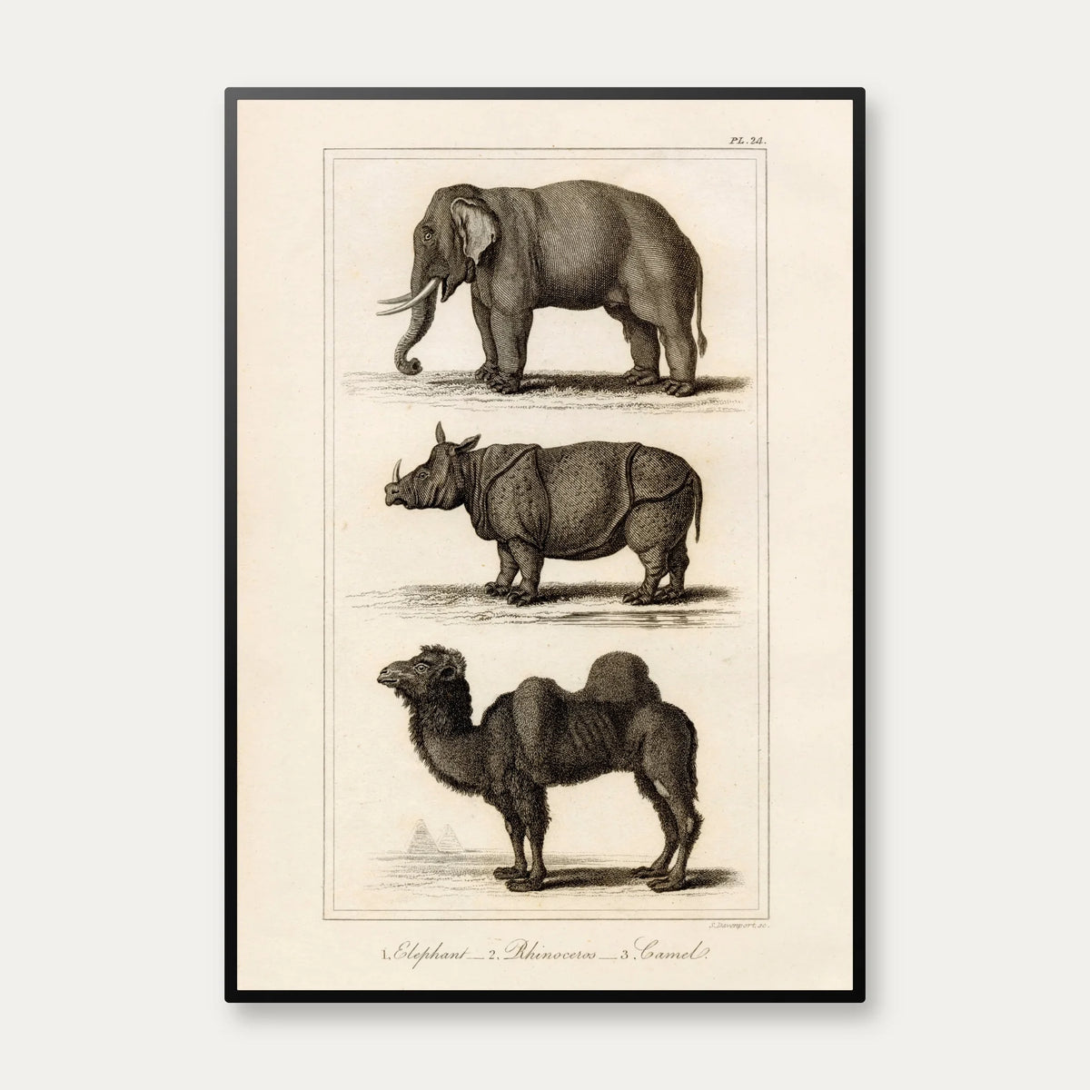 Elefant, næsehorn og kamel 1821 - Zoologisk tavle – billede 1