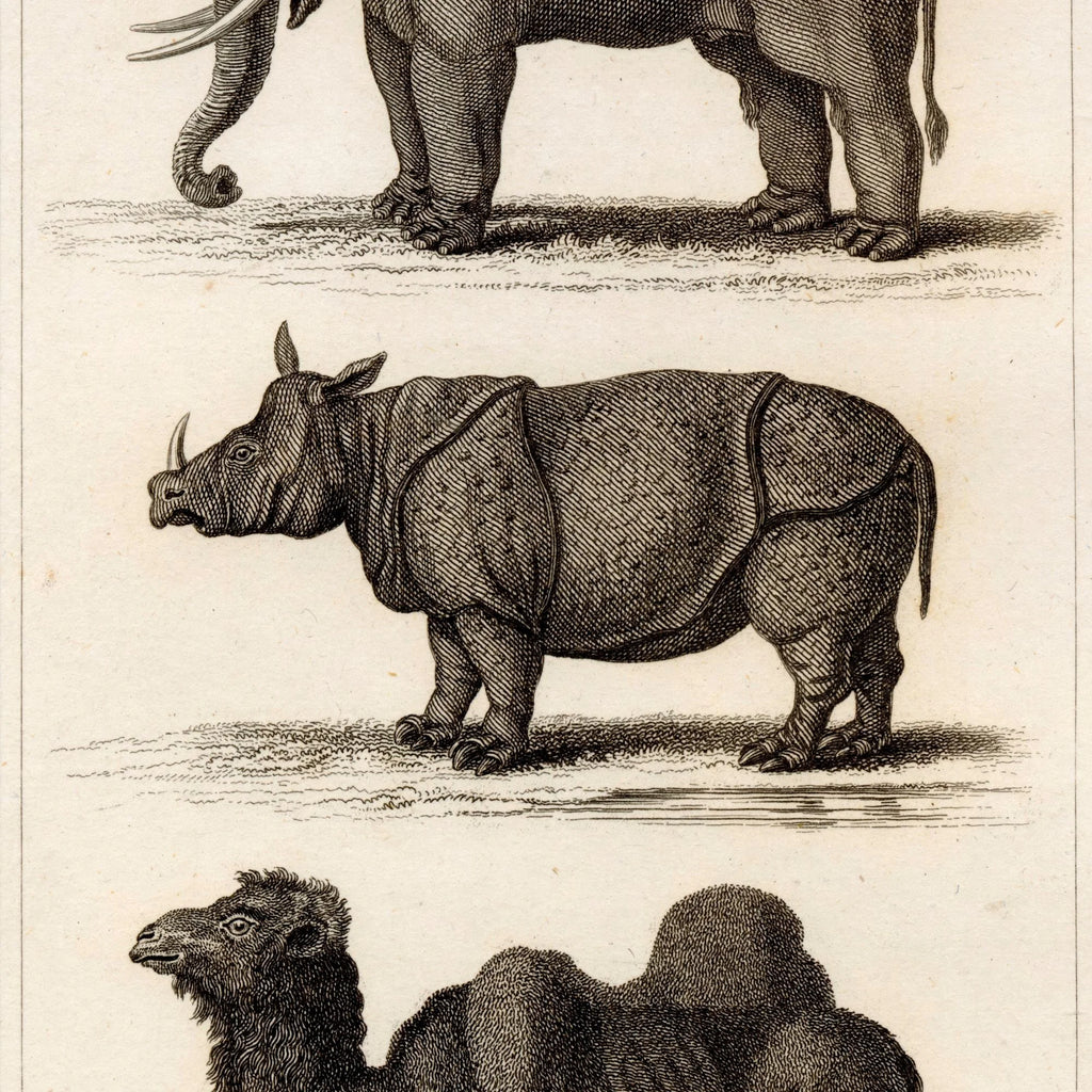 Elefant, næsehorn og kamel 1821 - Zoologisk tavle – billede 4