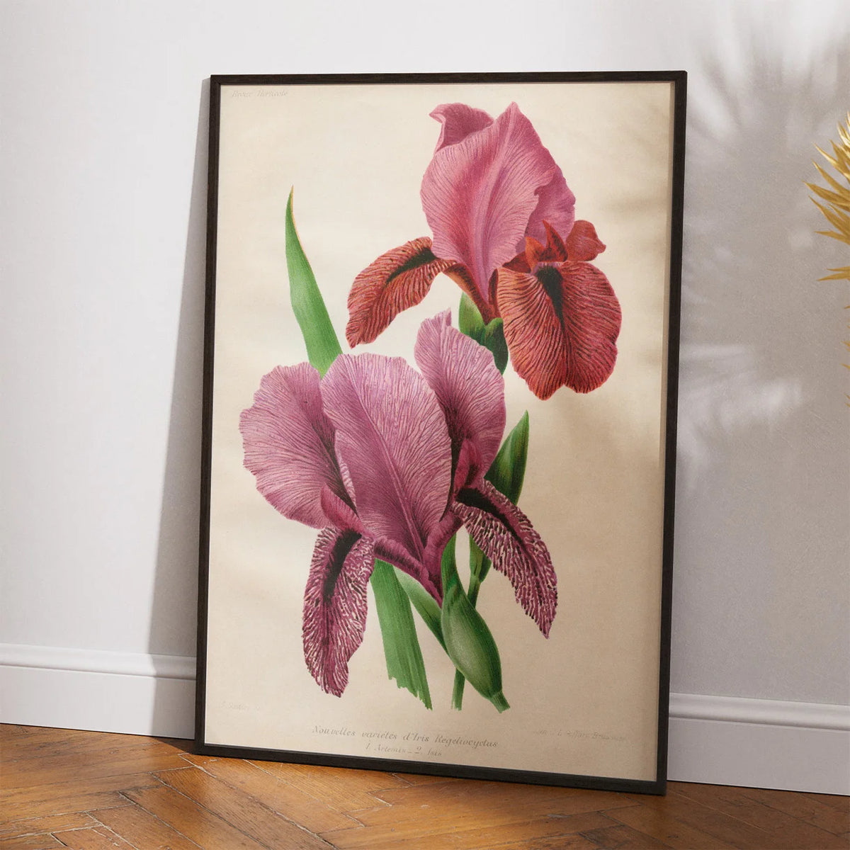 Iris 1900-tallet - Botanisk plakat – billede 2