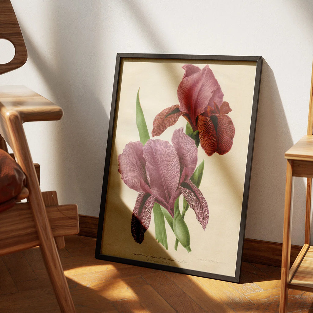 Iris 1900-tallet - Botanisk plakat – billede 3