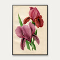 Iris 1900-tallet - Botanisk plakat – billede 1