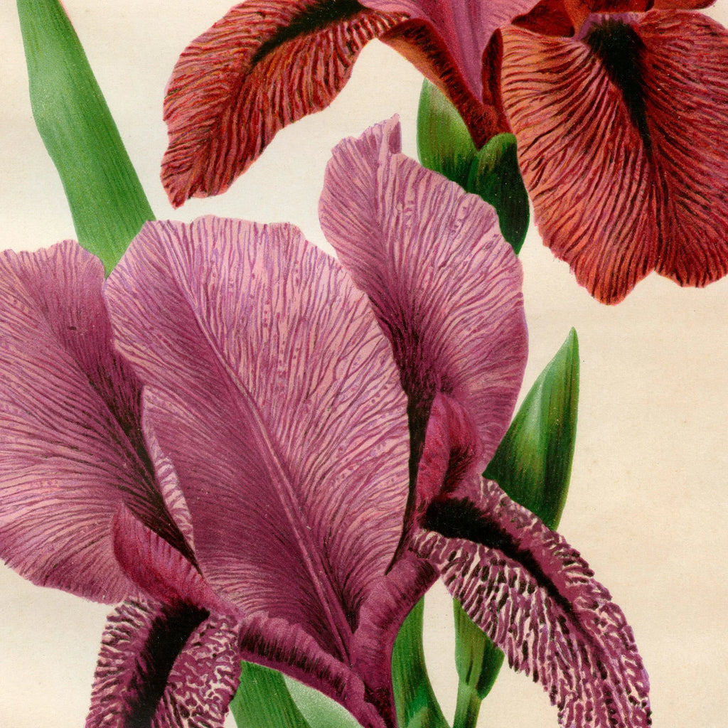 Iris 1900-tallet - Botanisk plakat – billede 4