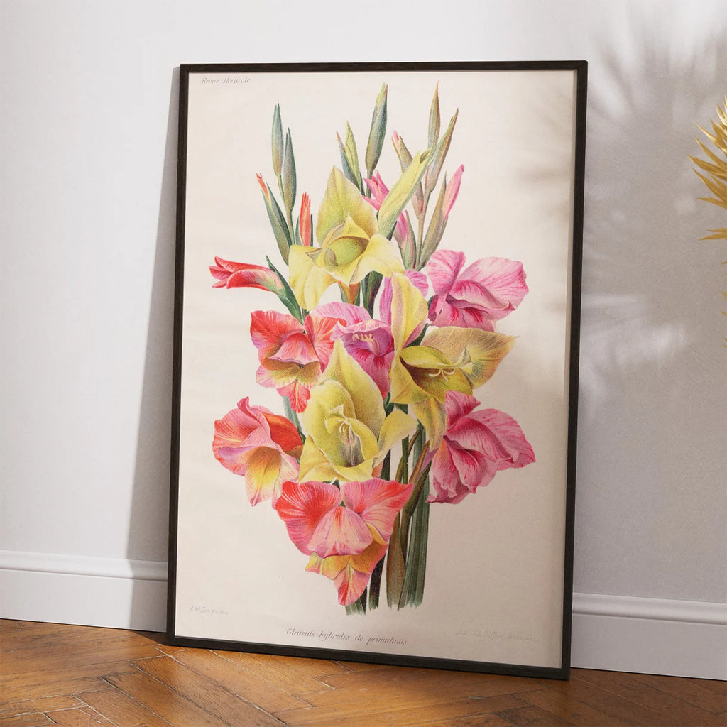 Gladiolus 1900-tallet - Botanisk plakat – billede 2