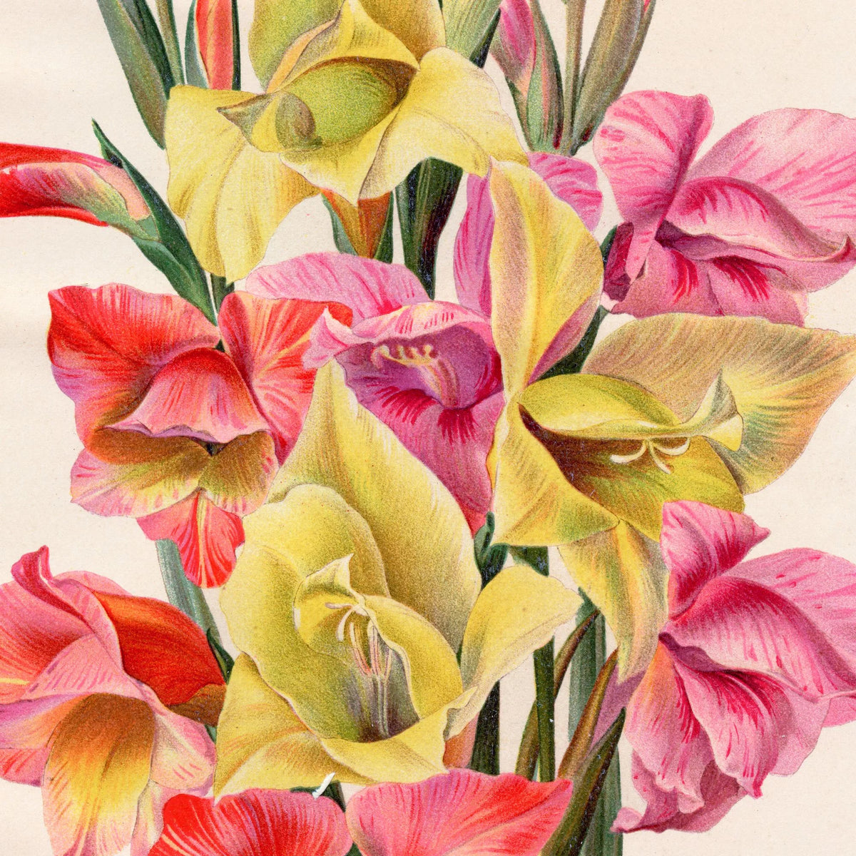 Gladiolus 1900-tallet - Botanisk plakat – billede 4