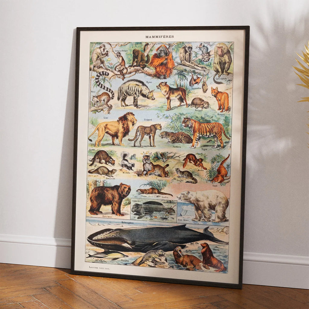 Millot Dyreillustrationer - Le Larousse pour tous – billede 2