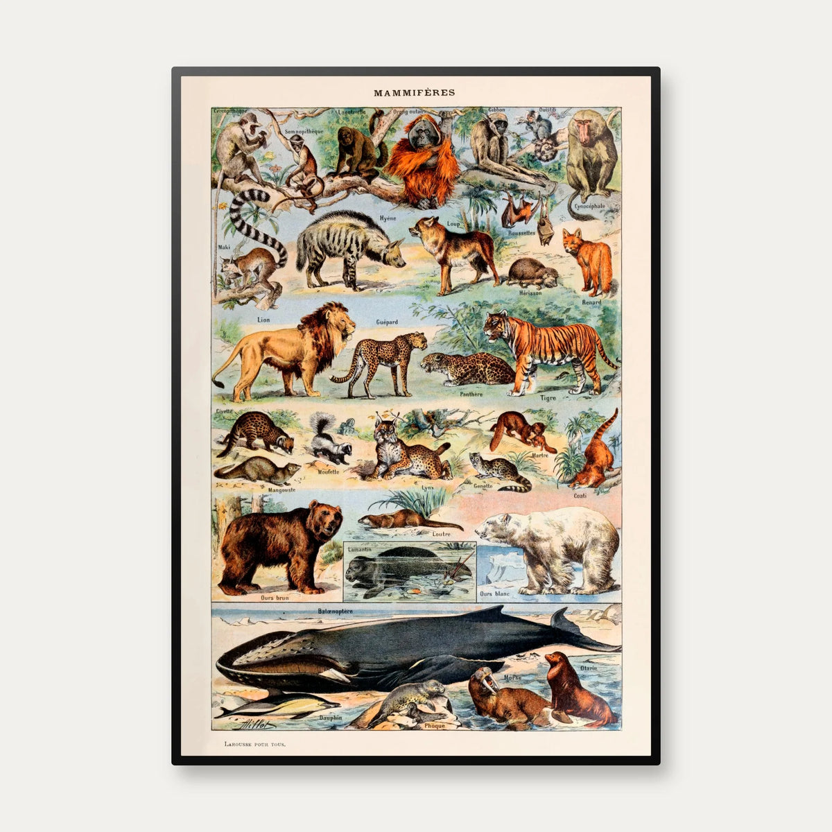 Millot Dyreillustrationer - Le Larousse pour tous – billede 1
