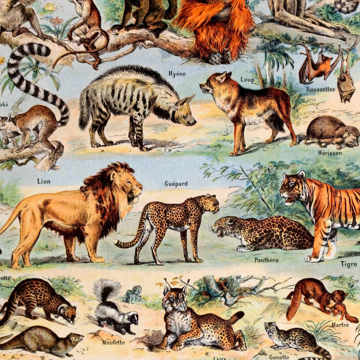 Millot Dyreillustrationer - Le Larousse pour tous – billede 4
