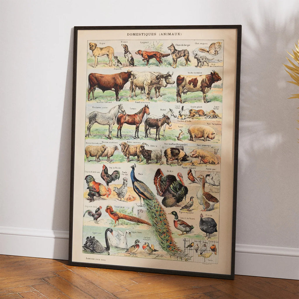 Millot Dyreillustrationer II - Le Larousse pour tous – billede 2