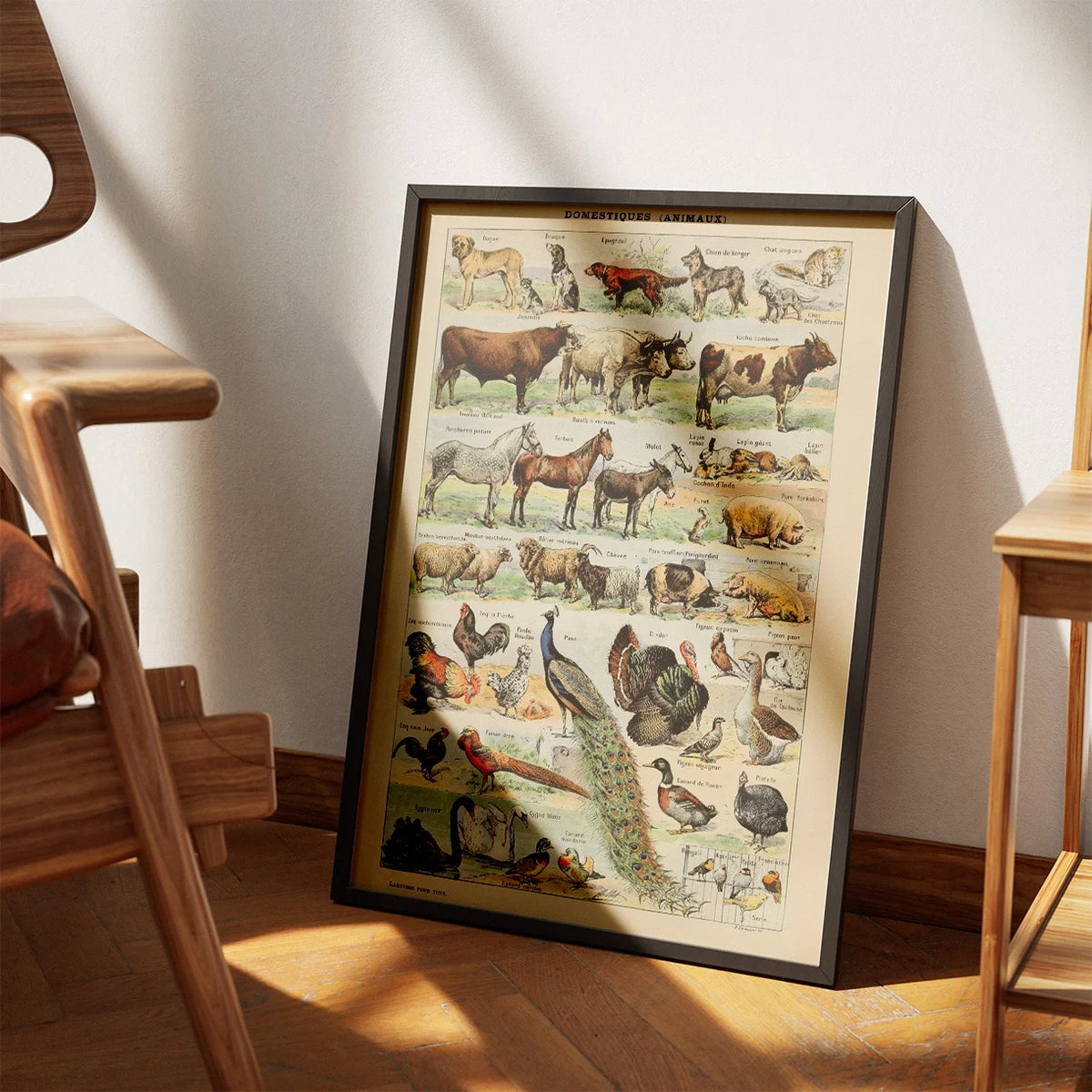 Millot Dyreillustrationer II - Le Larousse pour tous – billede 3