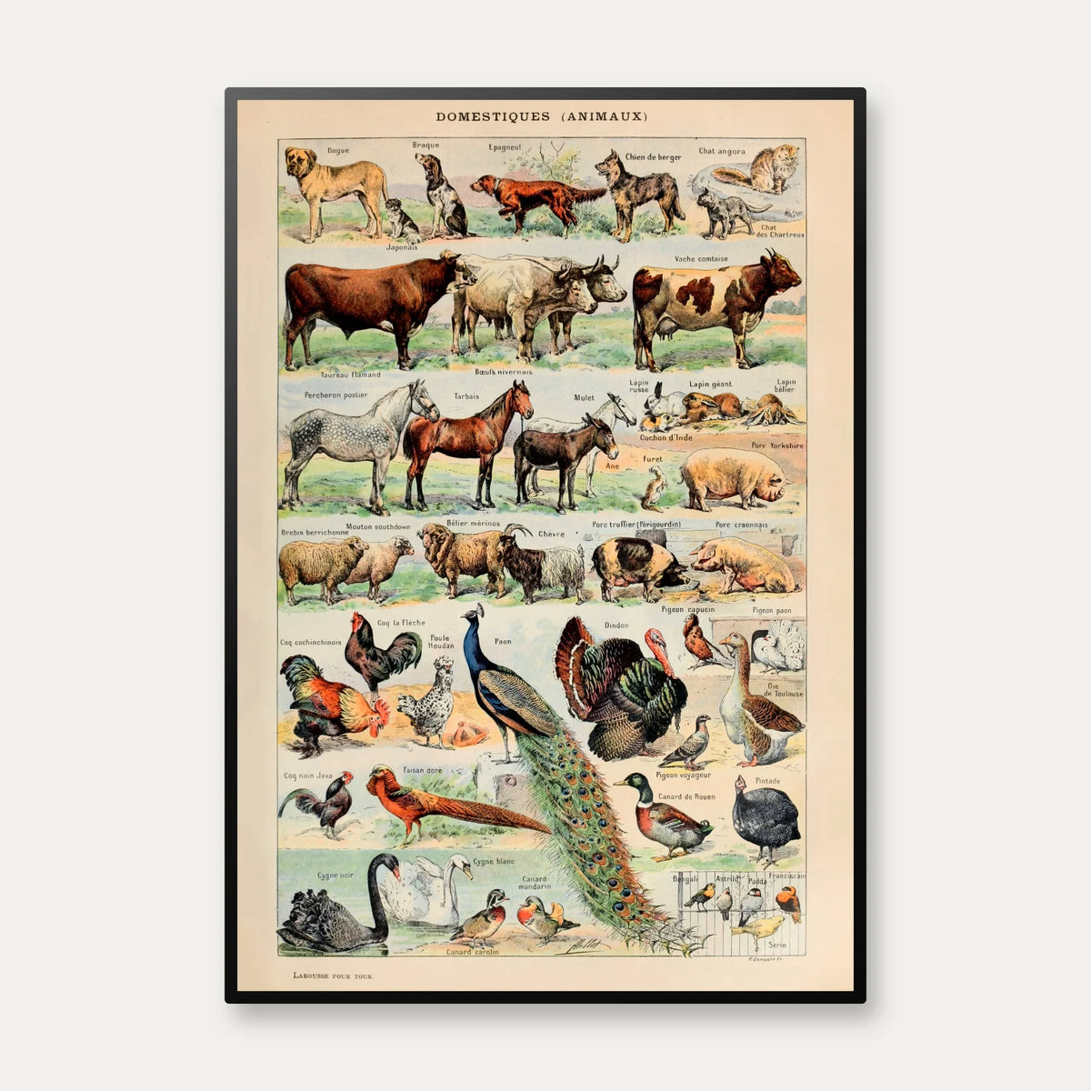 Millot Dyreillustrationer II - Le Larousse pour tous – billede 1
