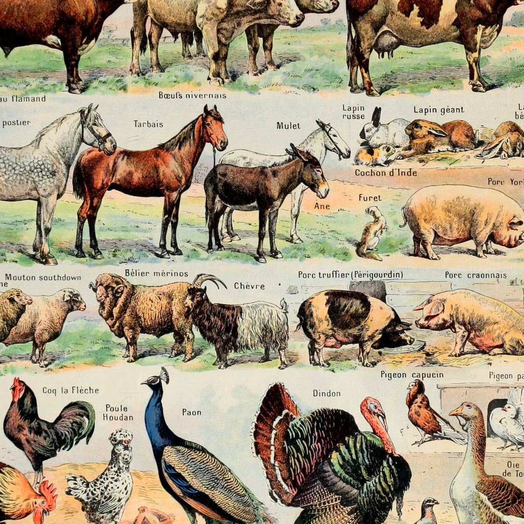 Millot Dyreillustrationer II - Le Larousse pour tous – billede 4