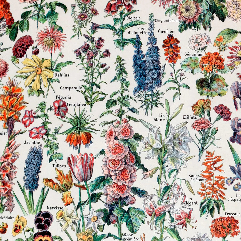 Millot Blomster - Le Larousse pour tous – billede 4