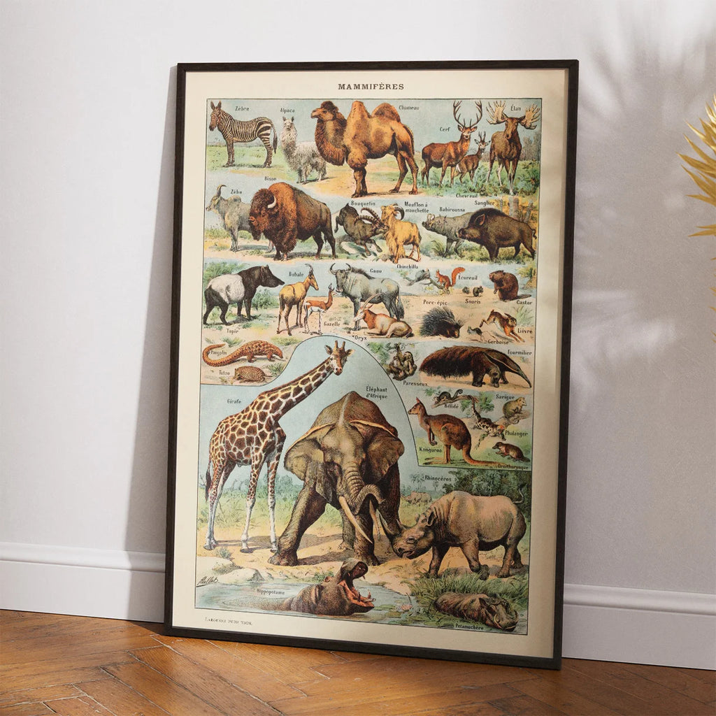 Millot: Pattedyr - Le Larousse pour tous – billede 2