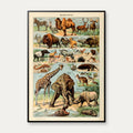 Millot: Pattedyr - Le Larousse pour tous – billede 1
