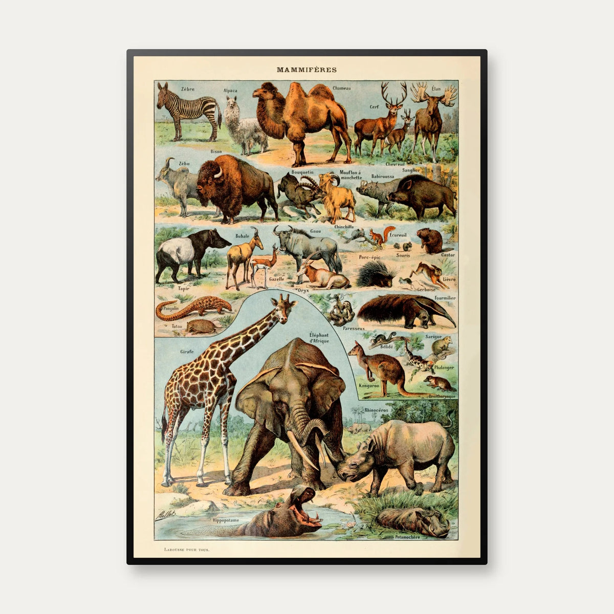 Millot: Pattedyr - Le Larousse pour tous – billede 1