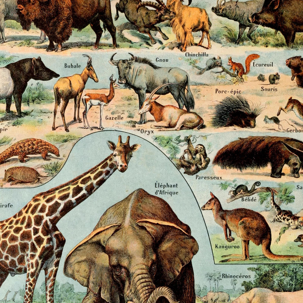 Millot: Pattedyr - Le Larousse pour tous – billede 4