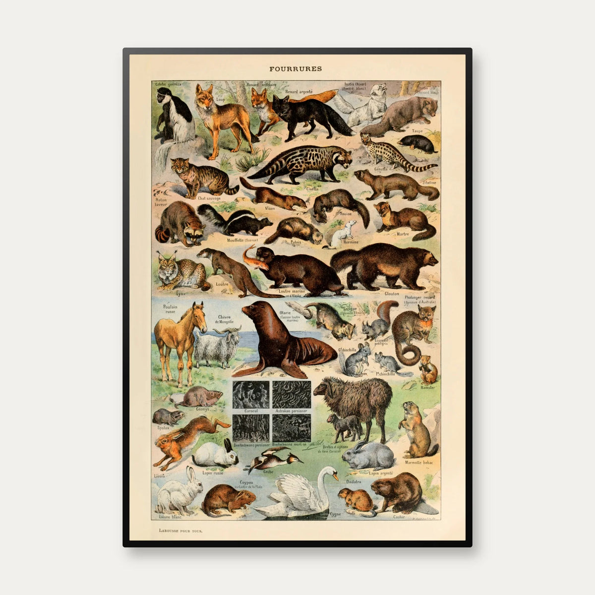 Millot: Pelsede Pattedyr - Le Larousse pour tous – billede 1
