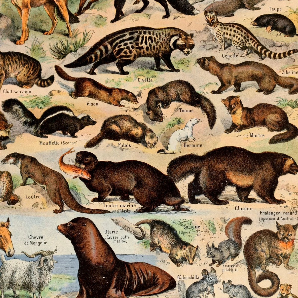Millot: Pelsede Pattedyr - Le Larousse pour tous – billede 4