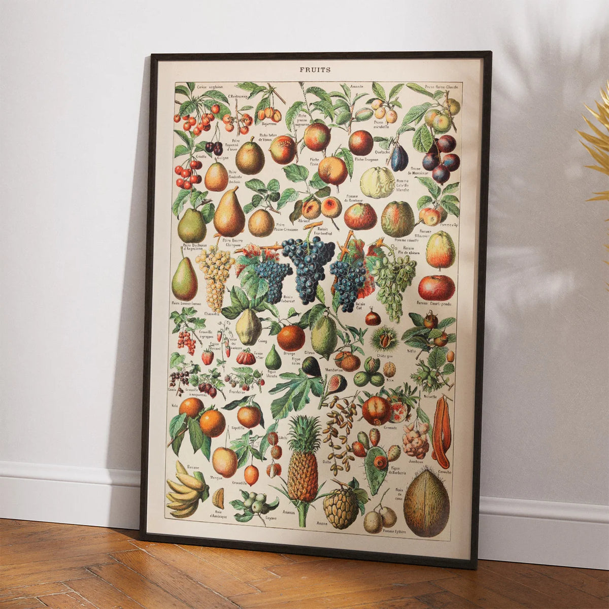 Millot: Frugt - Le Larousse pour tous – billede 2