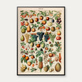 Millot: Frugt - Le Larousse pour tous – billede 1