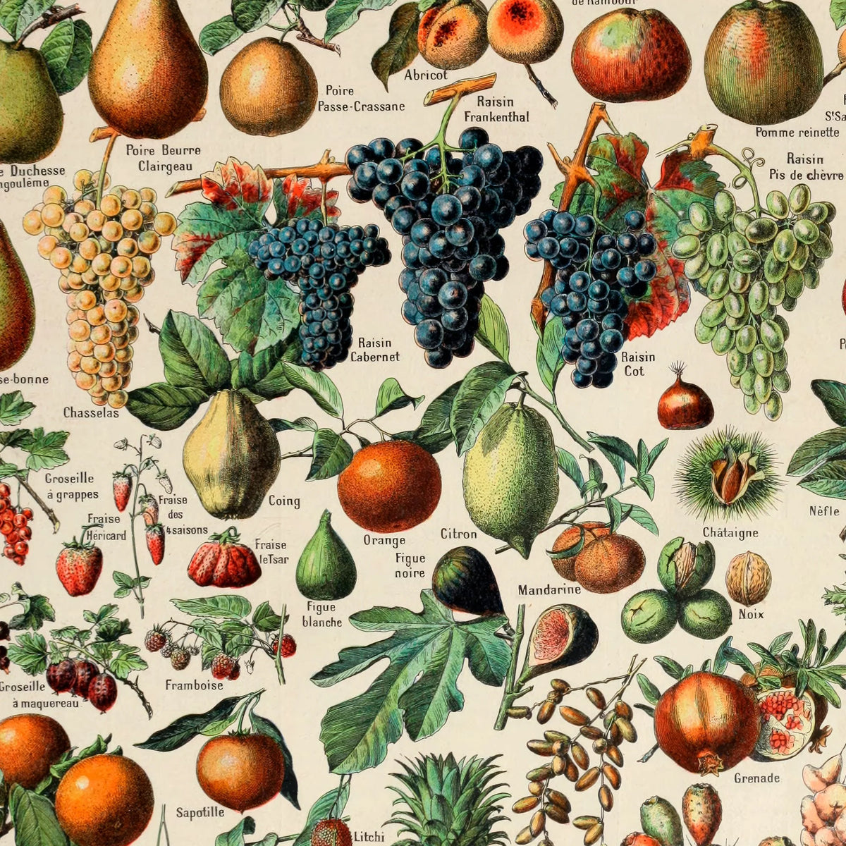 Millot: Frugt - Le Larousse pour tous – billede 4
