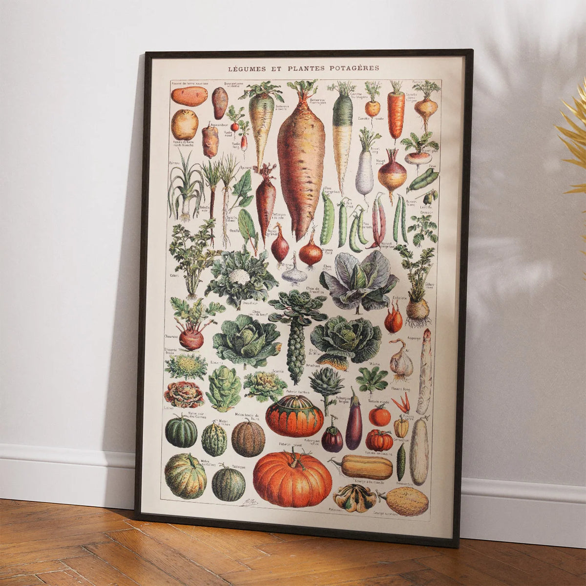 Millot: Grøntsager & kartoffelplanten - Le Larousse pour tous – billede 2