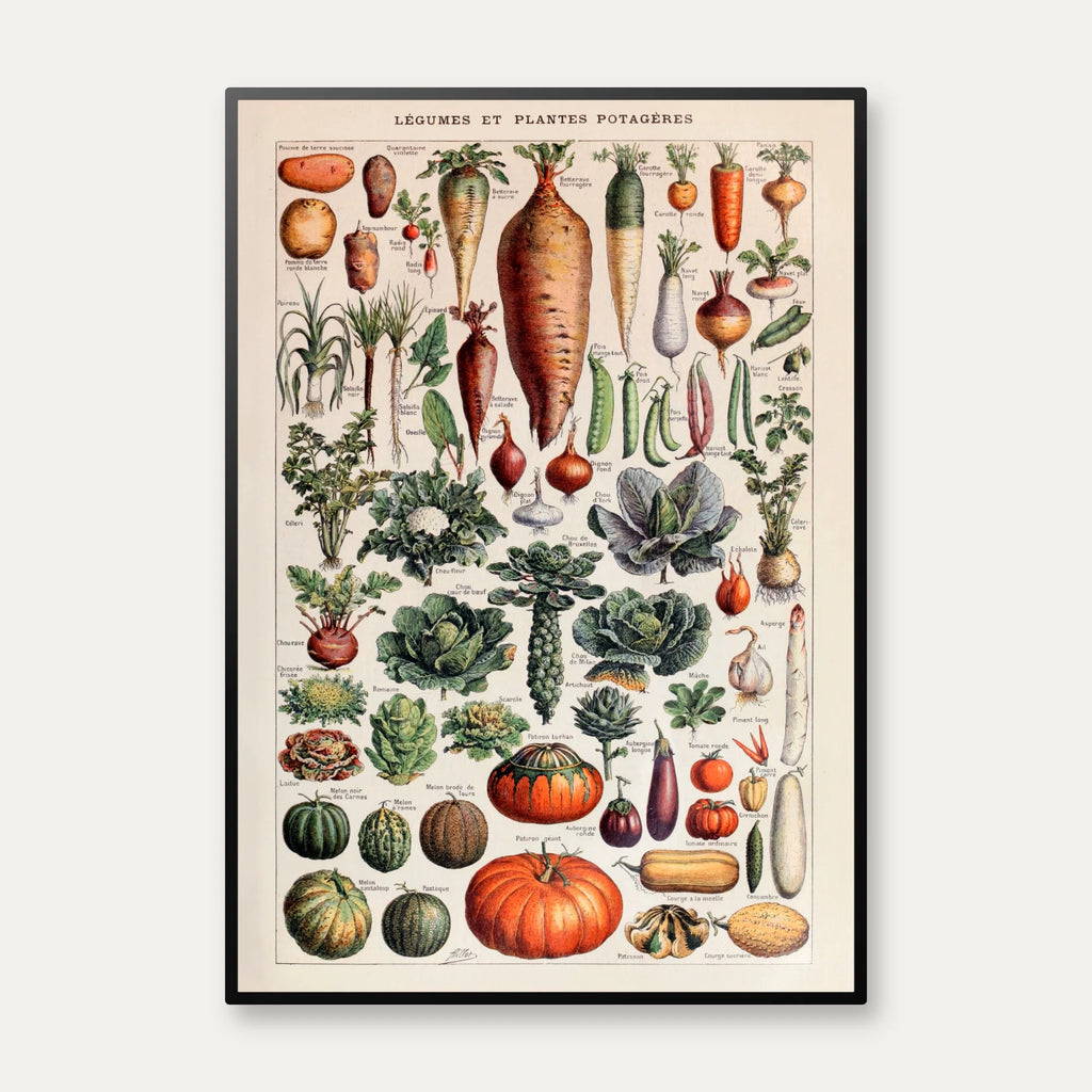 Millot: Grøntsager & kartoffelplanten - Le Larousse pour tous – billede 1
