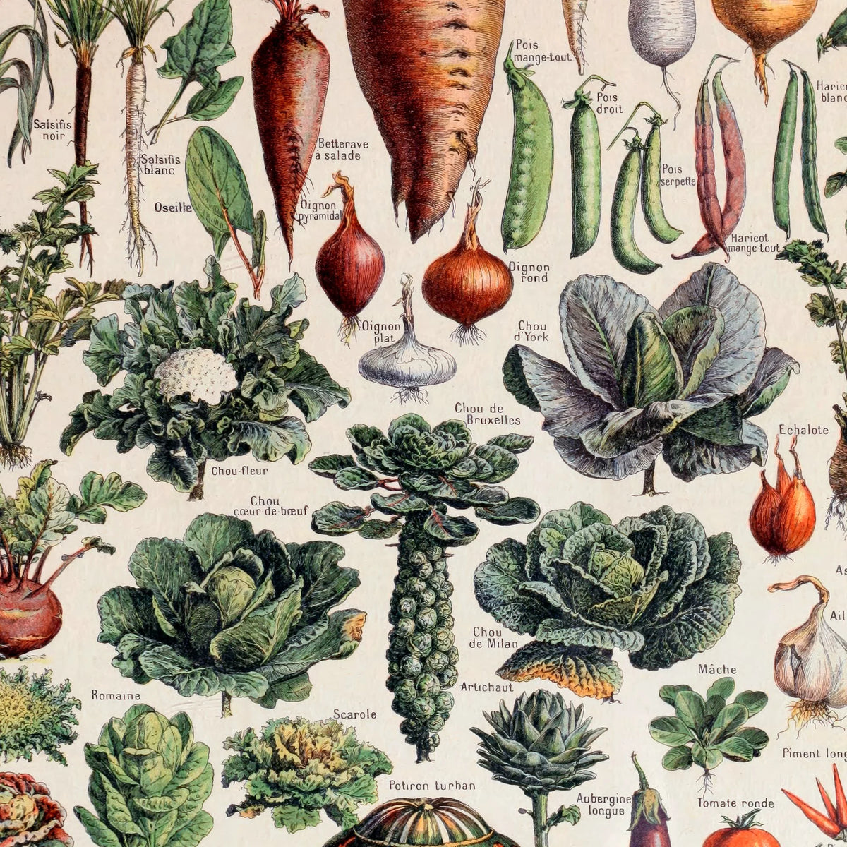 Millot: Grøntsager & kartoffelplanten - Le Larousse pour tous – billede 4