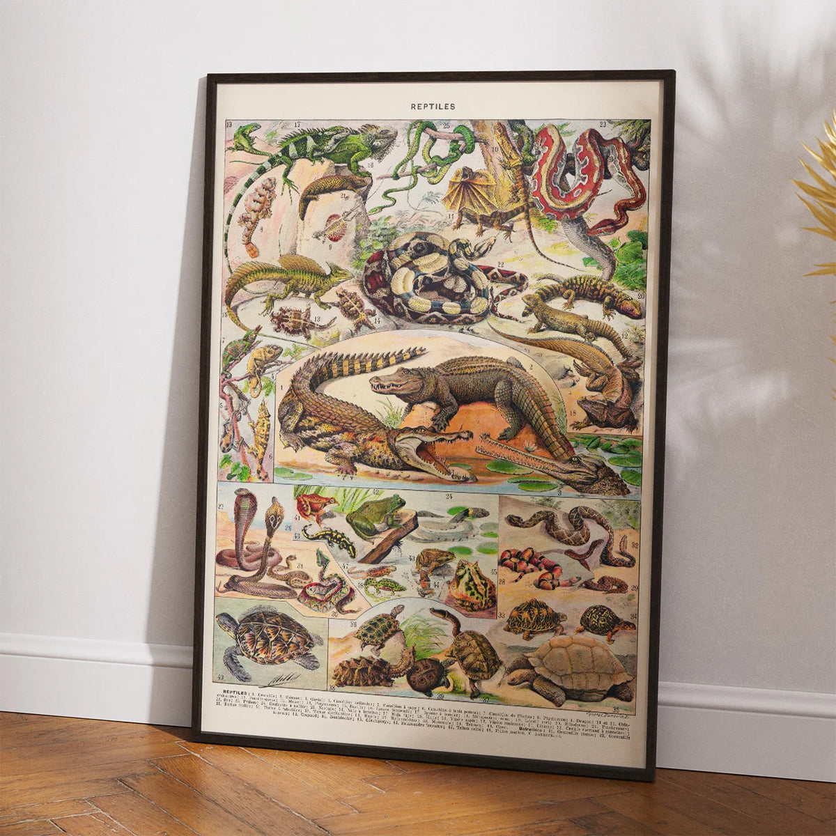 Millot: Reptiler 1932 - Naturhistorisk tavle – billede 2