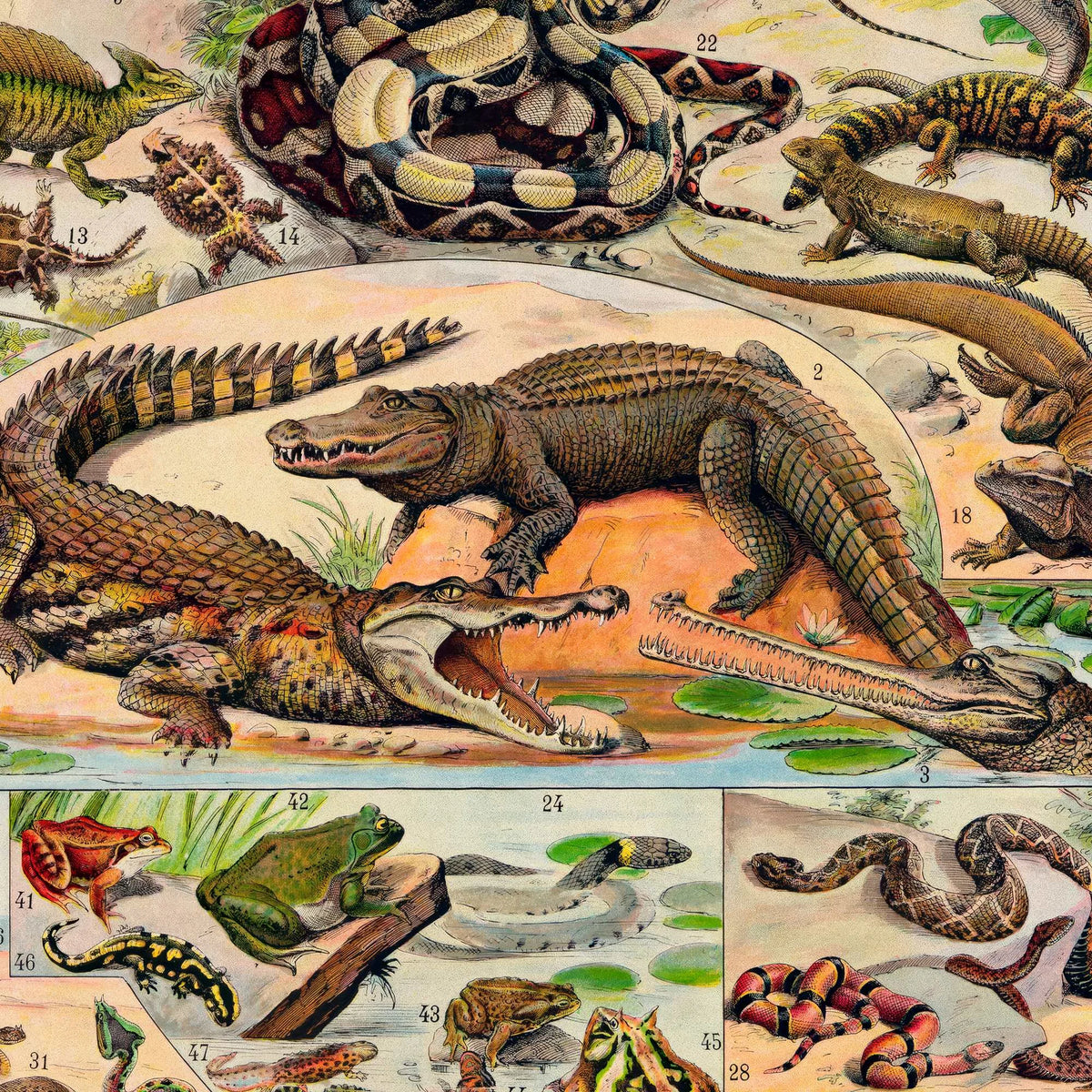 Millot: Reptiler 1932 - Naturhistorisk tavle – billede 4