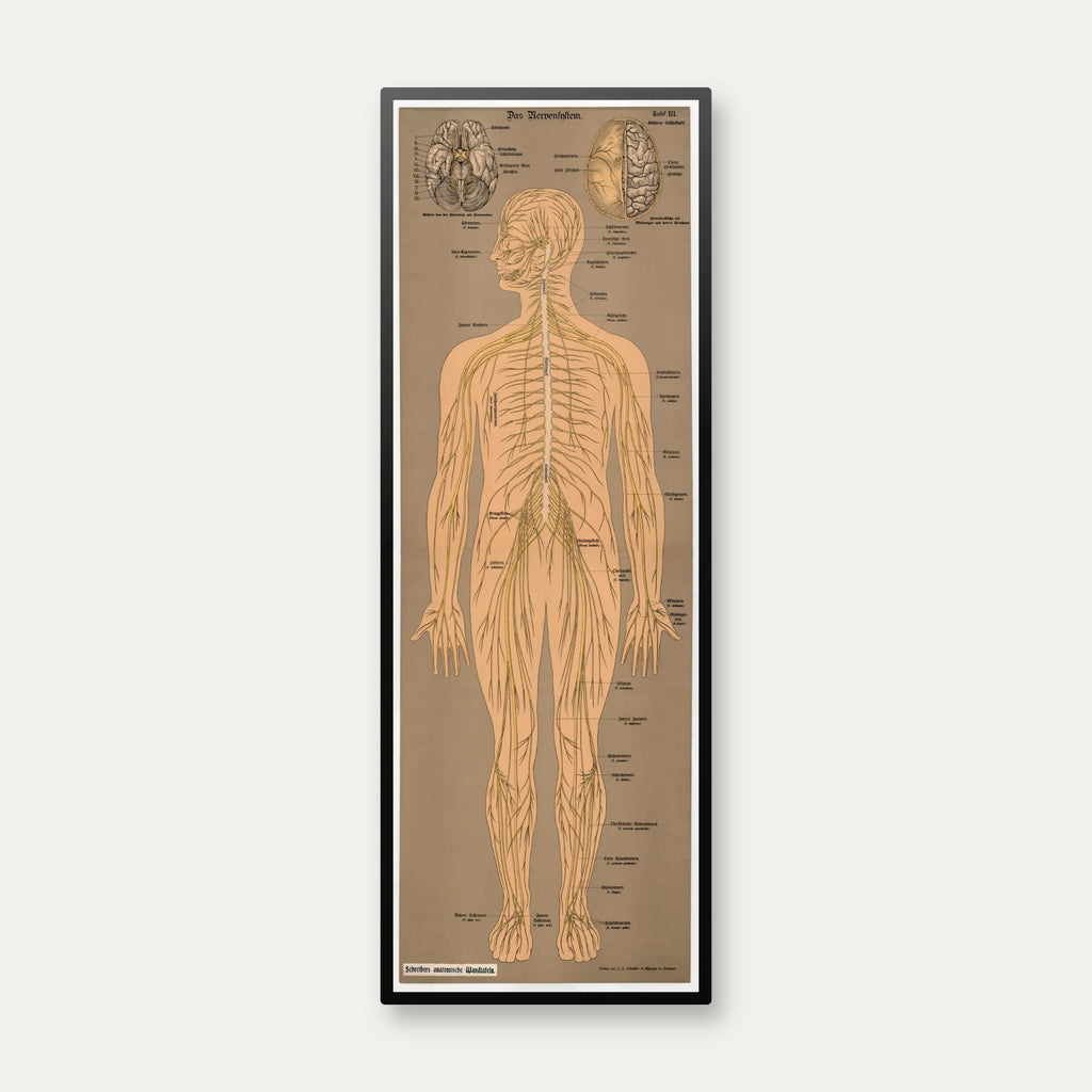 Nervesystemet 1902 - Anskuelsesbillede - 50×139 cm – billede 1