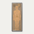 Nervesystemet 1902 - Anskuelsesbillede - 50×139 cm – billede 1